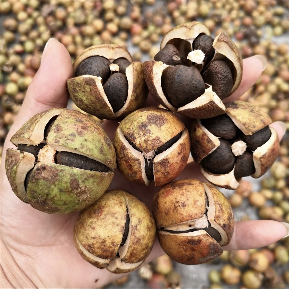Wild Camellia Seeds